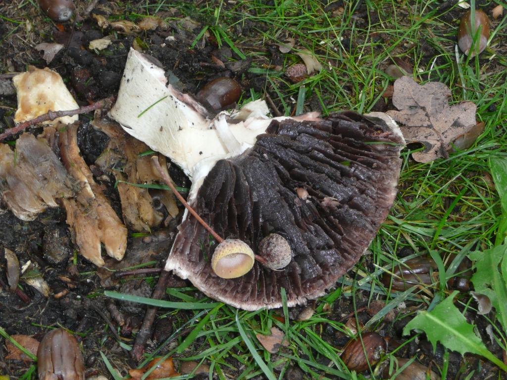 binnenkant paddenstoel herfst